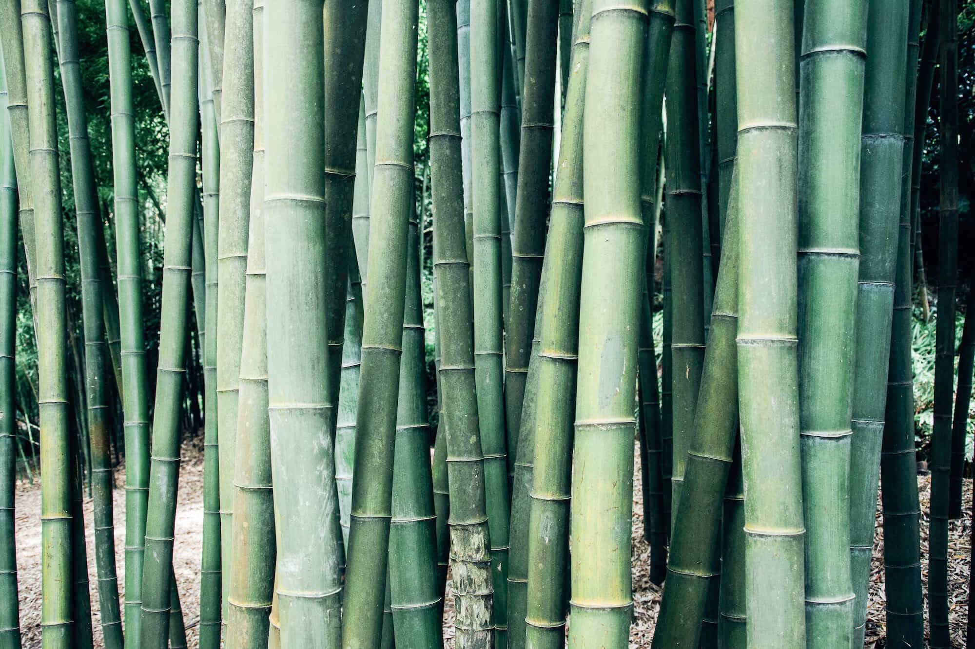 closeup shot bamboo trees 22